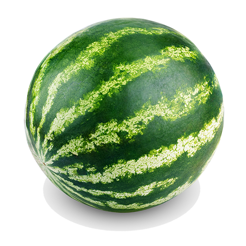 Ripe single full watermelon isolated on white background.