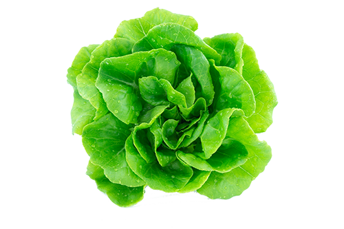 isolated lettuce